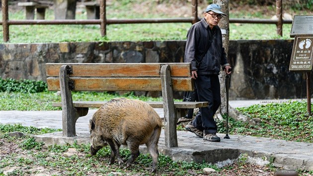 Divok prase v hongkongskm parku Aberdeen (leden 2019)