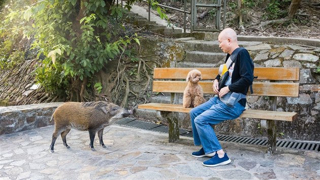 V Hongkong se pipravuje na oslavu roku prasete. Veejn debata o tom, jak by m msto zakroit proti pemnoenm divokm, je proto ponkud rozjiten. (leden 2019)