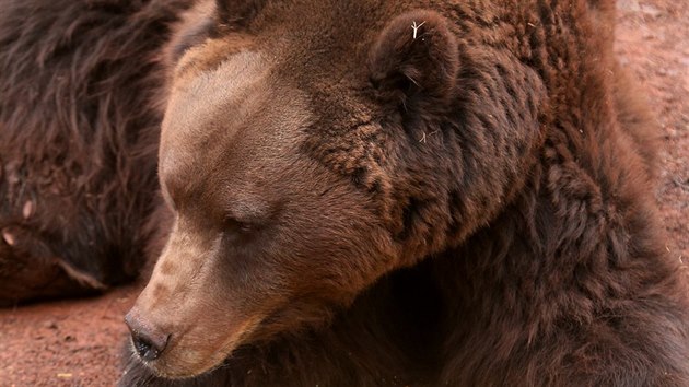 Chomutov, 16. 3. 2019 chomutovsk zoopark - buzen medvd hndch. FOTO: MAFA - IVETA LHOTSK