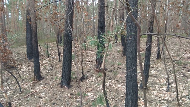 Borovice maj splenou kru jen na svm kmeni, u koen nejsou znmky po ohni.