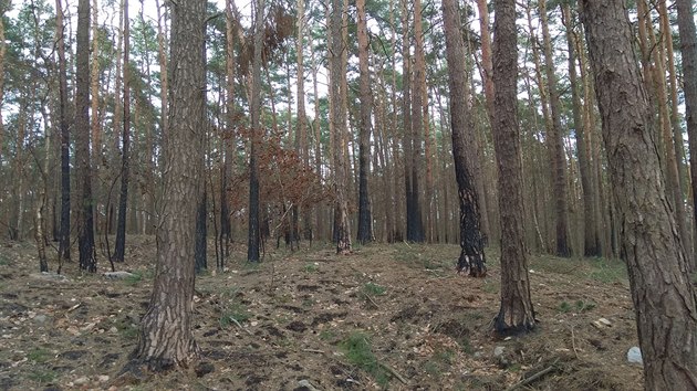 Borovice maj splenou kru jen na svm kmeni, u koen nejsou znmky po ohni.