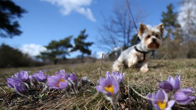 Na brněnském Kamenném vrchu rozkvétají každý rok tisíce fialových květů konikleců.