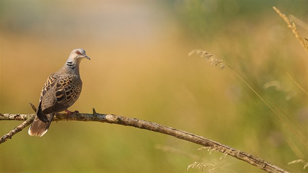 Hrdli�ka divok� je v �esku nejhojn�j�� v ni���ch poloh�ch, nap��klad na ji�n� Morav�.