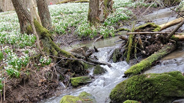 Chlbsk potok vytv v rezervaci na pomez dvou kraj romantick zkout.