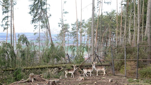 Siln vtr poniil v noci na pondl 11. bezna 2019 arel olomouck zoologick zahrady. Padajc stromy poniily i ploty vbh, ze kterch pak uteklo nkolik jelen sika a dak evropskch (na snmku).