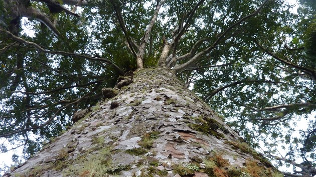 Kauri