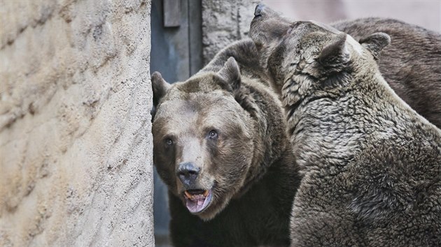 Medvd skupinka v plzesk zoo se probudila ze zimnho spnku. (14. 3. 2019)