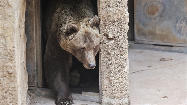 Medvd skupinka v plzesk zoo se probudila ze zimnho spnku. (14. 3. 2019)