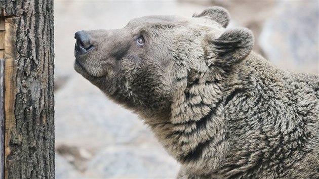 Medvd skupinka v plzesk zoo se probudila ze zimnho spnku. (14. 3. 2019)