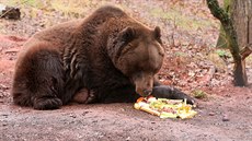 Buzení hnědých medvědů v Chomutově (16. března 2019)