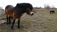 Koniklece obarvily národní park Podyjí, tisíce jich záí nedaleko Havraník v...