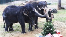 Po ztrát paraky Kaly slonice Delhi strádá, zoo pro ni hledá vhodnou rodinu jinde, kam by la zalenit.