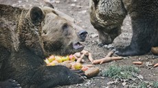 Medvdí skupinka v plzeské zoo se probudila ze zimního spánku. (14. 3. 2019)