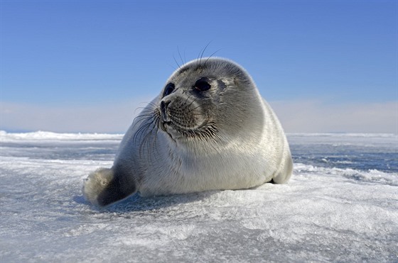 Sladkovodní tuleni na jezee Bajkal (2015)