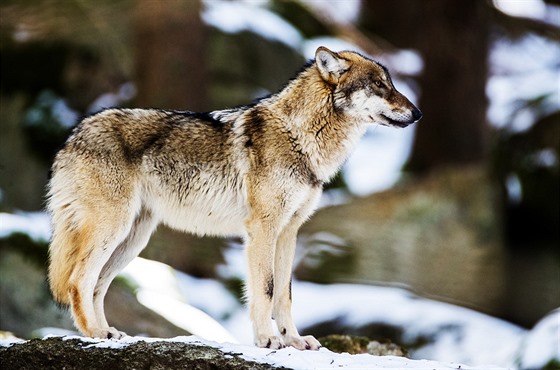 Nejvíce vlků se na našem území vyskytovalo v 17. století. Ještě v letech 1621...