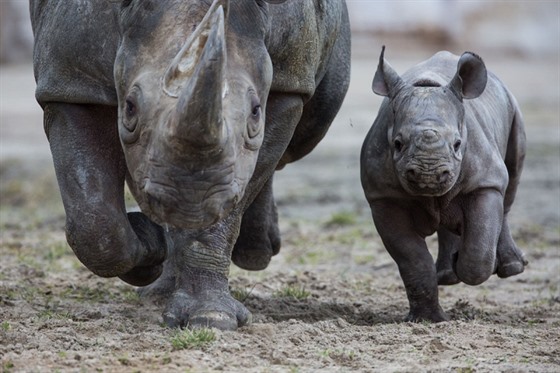 Probhnte se v safari a podpote nosoroce