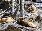 Vlci v �esku (18. 3. 2019).