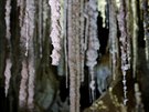 Solné stalaktity v jeskyni Malham. Hebrejská univerzita v informaním textu...