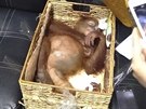 Paovaný orangutan (23.3.2019)