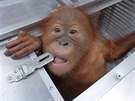 Dvouletý orangutan, kterého chtl odvézt ruský turista z Indonésie (23.3.2019)