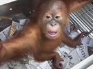 Rus se pokusil propaovat malého orangutana, kterého na cestu zdrogoval