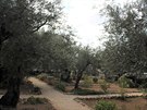 KDE ZRADIL JIDÁ. Akoliv to tak z fotky nevypadá, Getsemanská zahrada rozhodn...