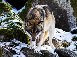 Nejvtím nepítelem eských vlk je nelegální lov. (18. bezna 2019)