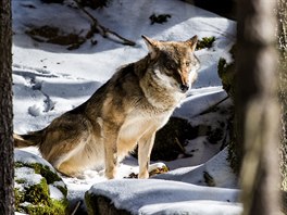 Nkteí myslivci dokonce spekulují, e ochránci pírody "doma"  odchované vlky...