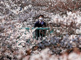 TEOVÝ SAD. Japonec v rouce prochází sadem rozkvetlých tení pilovitých...