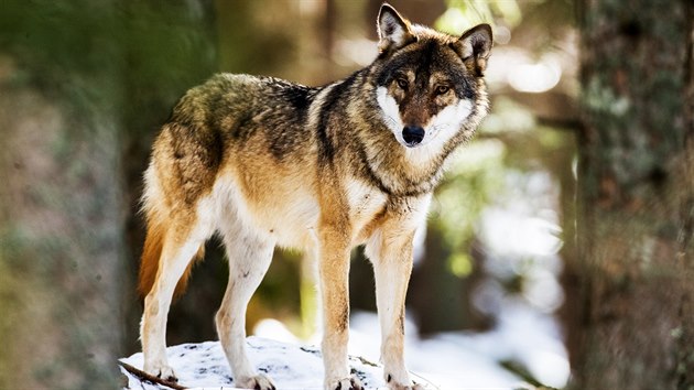 Česko je pro vlky ideálním místem pro život, nabízí jim mimo jiné velké množství zvěře. (18. března 2019)
