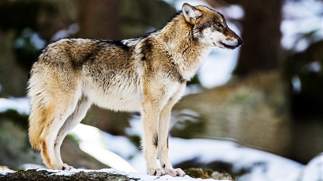 Nejvíce vlků se na našem území vyskytovalo v 17. století. Ještě v letech 1621 až 1650 jich bylo například na panství Rožmberků zastřeleno přibližně čtyři sta. Z vlka se tak brzy stal ohrožený druh. (18. března 2019)