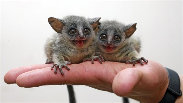 Ml��ata komby u�at� se narodila na po��tku b�ezna. N�v�t�vn�ci jihlavsk� zoo si je okam�it� zamilovali. (2019)