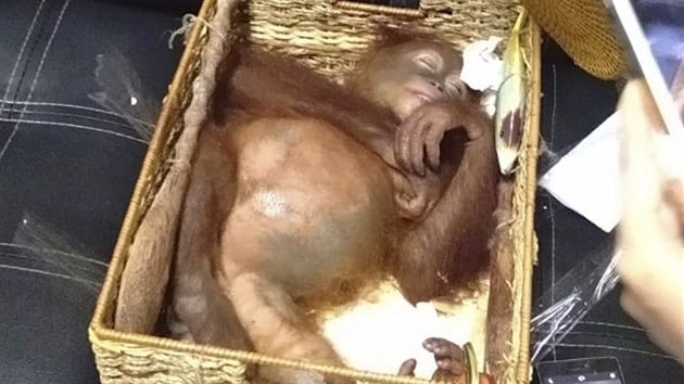 Paovan orangutan (23.3.2019)