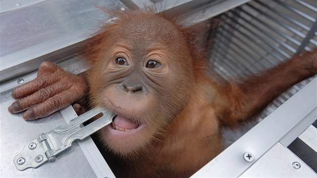 Dvoulet orangutan, kterho chtl odvzt rusk turista z Indonsie (23.3.2019)