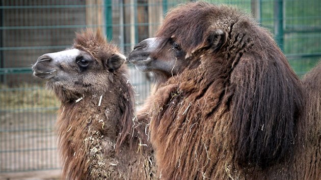 Ron velbloudice Tereza z Ostravy rozila stdo v plzesk zoo.(26. 3. 2019)