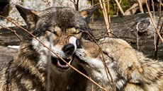 Nejvtím nepítelem eských vlk je nelegální lov. (18. 3. 2019)