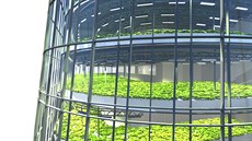 védské architektonické studio Plantagon navrhlo 60 metr vysoký skleník...