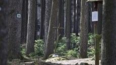 Dnes místo vrady Aneky Hrzové na okraji lesa Bezina pipomíná malá cedulka...