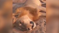 Lovci zastelili spícího lva a jet si pogratulovali