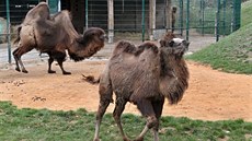 Roní velbloudice Tereza z Ostravy rozíila stádo v plzeské zoo.(26. 3. 2019)