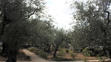 KDE ZRADIL JIDÁŠ. Ačkoliv to tak z fotky nevypadá, Getsemanská zahrada rozhodně...