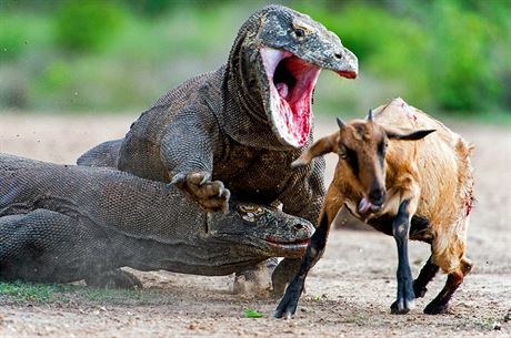 Varan komodský, pezdívaný jako komodský drak, obývá indonéské ostrovy Komodo,...