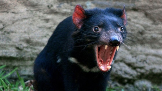 Ďábel medvědovitý (Sarcophilus harrisii), známý též jako tasmánský čert