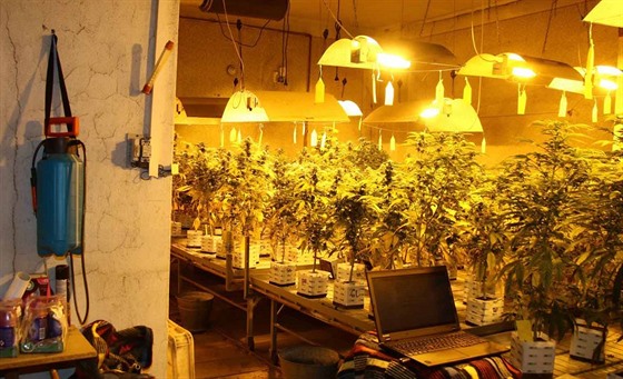 Policisté v obci poblí lapanic na Brnnsku objevili pstírnu marihuany, která...