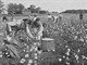 Afričtí otroci na bavlníkových plantážích v USA