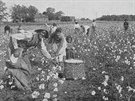 Afrití otroci na bavlníkových plantáích v USA