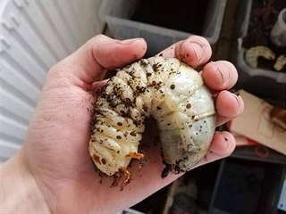 Larva nosorožíka druhu Megasomamars setrvává v larválním stádiu tři až pět let.