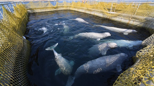 Velryby se nachzej v Srednjajsk ztoce nedaleko ruskho Vladivostoku, kde jsou nuceny t v malch a studench ndrch. (1. bezna 2019)