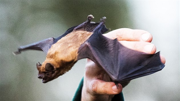 Vypouštění netopýrů ve Stromovce (4. dubna 2019)