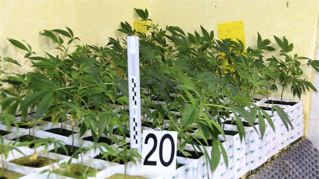 Policist v obci pobl lapanic na Brnnsku objevili pstrnu marihuany, kter dvojici podnikavc vynesla nejmn dva miliony korun.